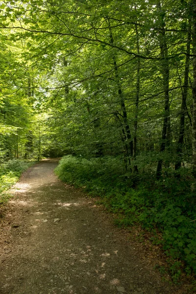 Camino de Santiago Roncesvalles, İspanya ile orman