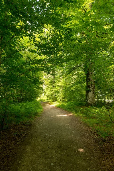 Camino Santiago Roncesvalles Spanya Ile Orman — Stok fotoğraf