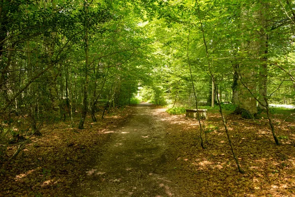 Camino Santiago Roncesvalles Spanya Ile Orman — Stok fotoğraf