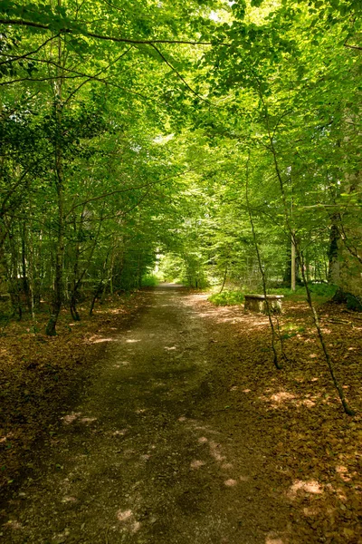 Camino Santiago Roncesvalles Spanya Ile Orman — Stok fotoğraf