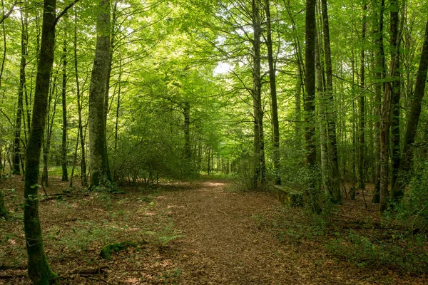 Camino Santiago Roncesvalles Spanya Ile Orman — Stok fotoğraf