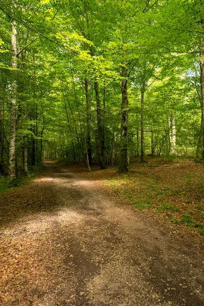 Camino Santiago Roncesvalles Spanya Ile Orman — Stok fotoğraf