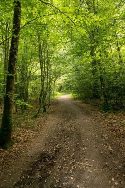 Camino de Santiago Roncesvalles, İspanya ile orman