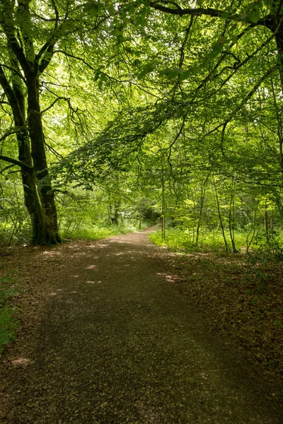 Camino de Santiago Roncesvalles, İspanya ile orman
