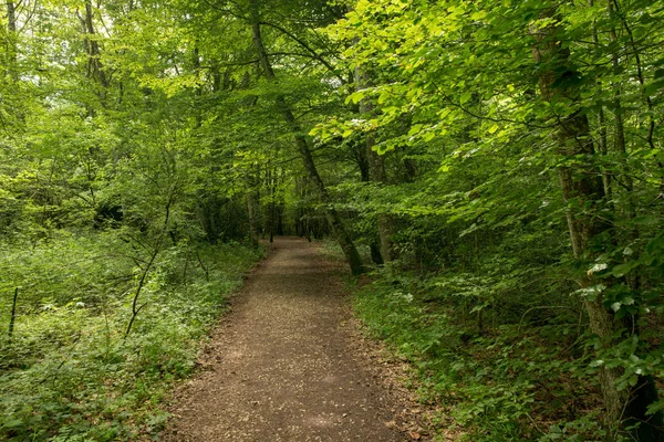 Camino de Santiago Roncesvalles, İspanya ile orman