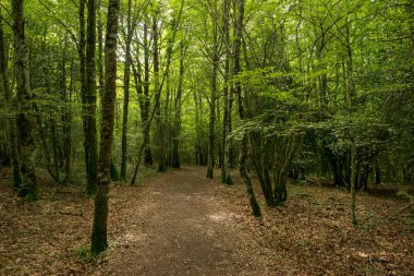 Camino de Santiago Roncesvalles, İspanya ile orman