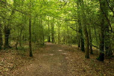 Camino de Santiago Roncesvalles, İspanya ile orman