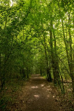 Camino de Santiago Roncesvalles, İspanya ile orman