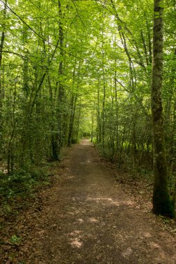 Camino de Santiago Roncesvalles, İspanya ile orman