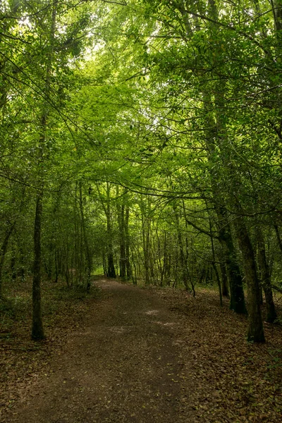 Camino Santiago Roncesvalles Spanya Ile Orman — Stok fotoğraf