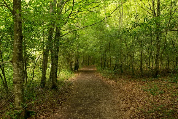 Camino de Santiago Roncesvalles, İspanya ile orman