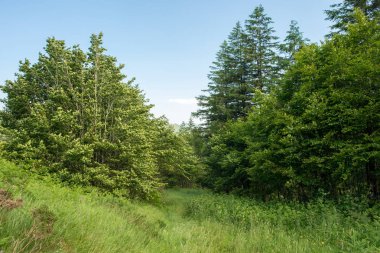 Santiago yolu valcarlos ve roncesvalles, İspanya arasında