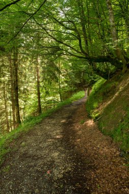 Bir şekilde Santiago pirneos tarafından valcarlos, İspanya