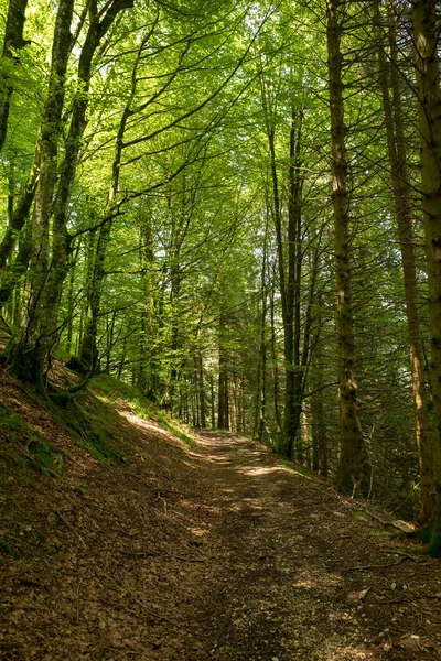 Valcarlos スペインで Pirneos のサンティアゴの道 — ストック写真