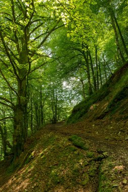 Bir şekilde Santiago pirneos tarafından valcarlos, İspanya