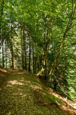 Bir şekilde Santiago pirneos tarafından valcarlos, İspanya