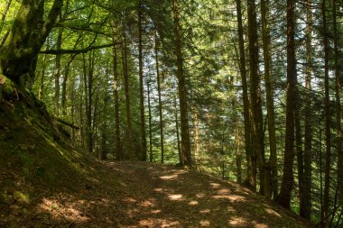 Bir şekilde Santiago pirneos tarafından valcarlos, İspanya
