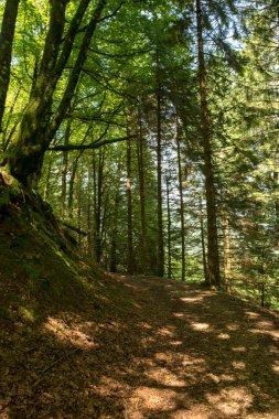 Bir şekilde Santiago pirneos tarafından valcarlos, İspanya