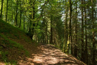 Bir şekilde Santiago pirneos tarafından valcarlos, İspanya