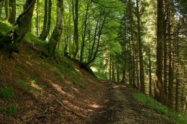 Bir şekilde Santiago pirneos tarafından valcarlos, İspanya