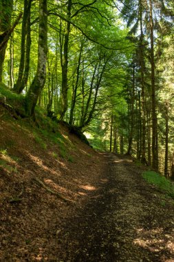 Bir şekilde Santiago pirneos tarafından valcarlos, İspanya