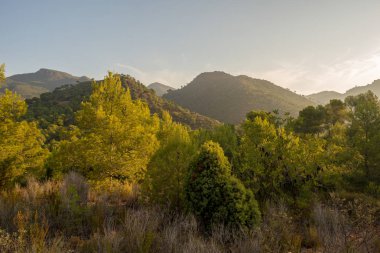Çölde şafak, İspanya avuç
