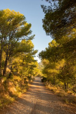 Çölde şafak, İspanya avuç