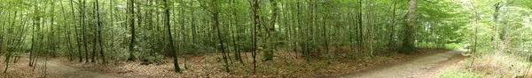 Floresta Caminho Santiago Roncesvalles Espanha — Fotografia de Stock