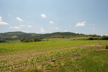 Yeşil manzara santiago de navarra, İspanya yol boyunca
