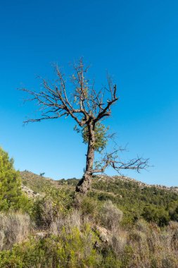 Castellon, İspanya avuç çöllerin yollar