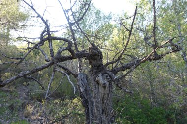 Castellon, İspanya avuç çöllerin yollar