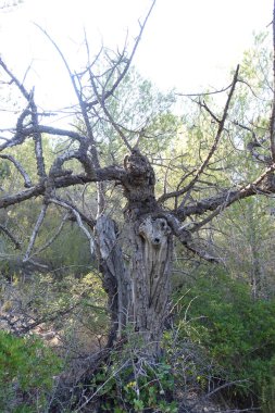 Castellon, İspanya avuç çöllerin yollar