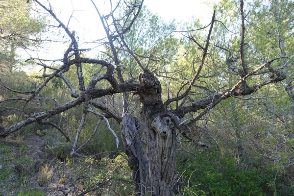 Szlaki Pustyni Palms Castellon Hiszpania — Zdjęcie stockowe