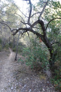 Castellon, İspanya avuç çöllerin yollar