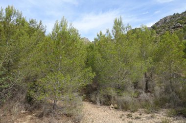 Castellon, İspanya avuç çöllerin yollar