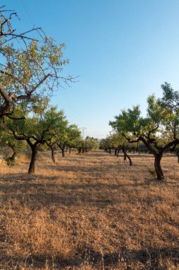Santiago için yol ve via augusta Castellon, İspanya
