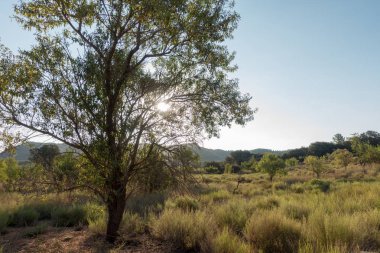 Santiago için yol ve via augusta Castellon, İspanya