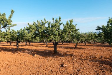 Santiago için yol ve via augusta Castellon, İspanya