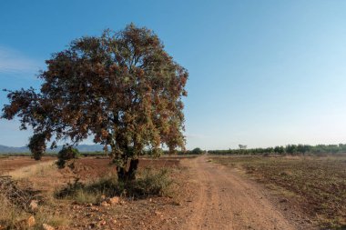 Santiago için yol ve via augusta Castellon, İspanya