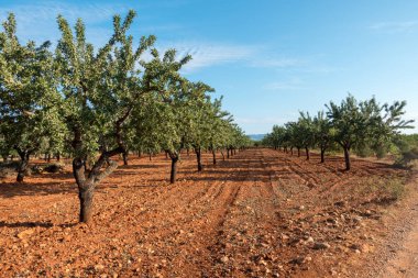 Santiago için yol ve via augusta Castellon, İspanya