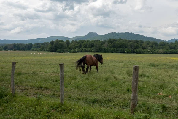 Ein Pferd Das Sich Durch Den Berg Der Pyrenäen Spanien — Stockfoto