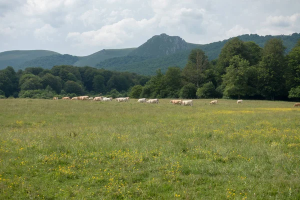 Mehrere Kühe Durch Den Berg Den Pyrenäen — Stockfoto