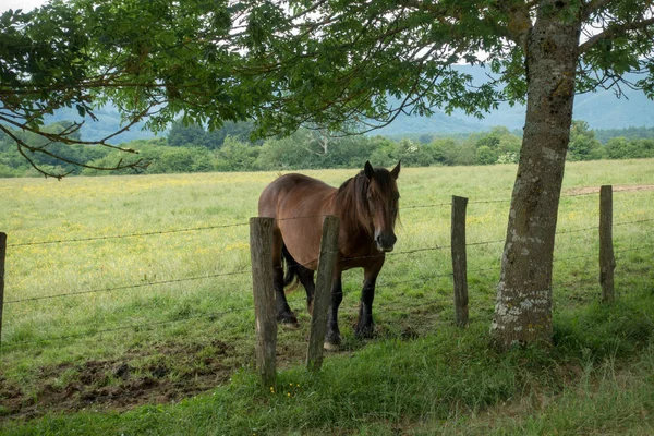 Caballo Suelto Por Medio Del Monte Los Pirineos España — Foto de Stock