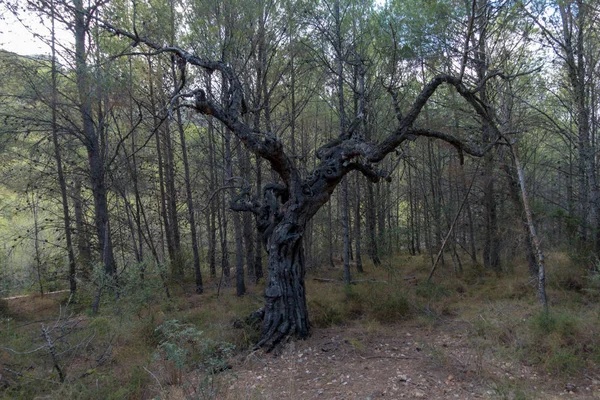 Woestijn Park Provincie Las Palmas Castellon Spanje — Stockfoto