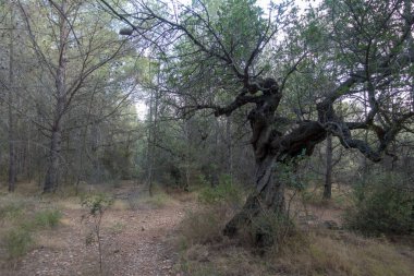 Las Palmas çöl park Castellon, İspanya