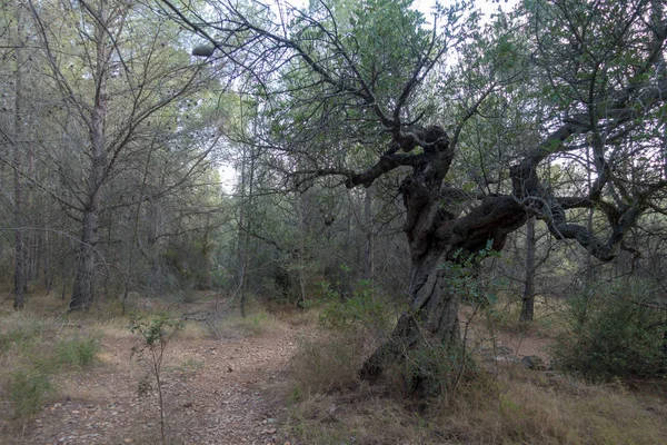 Las Palmas çöl park Castellon, İspanya