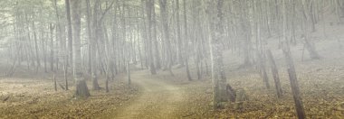 Santiago, İspanya için yol boyunca sis ormanda yol