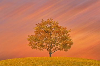 Yalnız bir ağaç günbatımı altın renk, İspanya