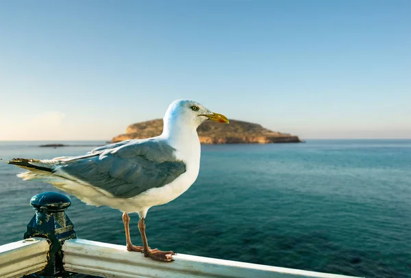 Чайка Моря Голубой День Испания — стоковое фото