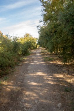 Daimiel Castilla la mancha, İspanya daki kurulları tarafından yürümek